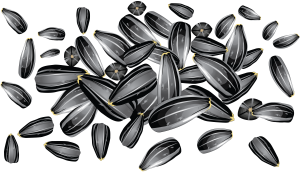 Sunflower seeds PNG-42932